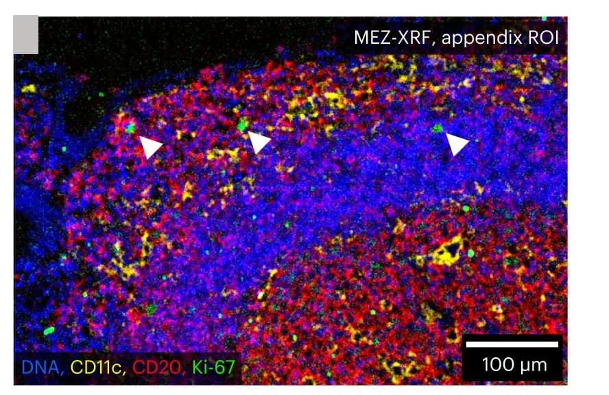 Open access visualization of Microscopy, MEZ-XRF, Region of Interest