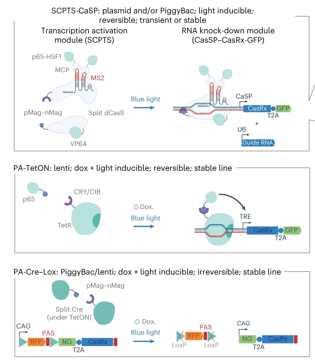 Open access visualization of Workflow, Illustration, Light-inducible transcription activation module, dCas9, Transcription activation domains