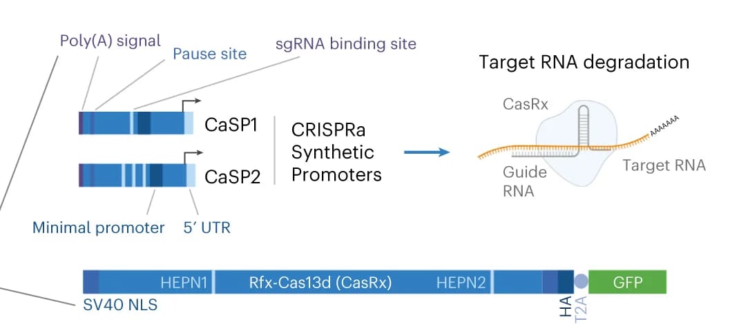 Open access visualization of Illustration, Workflow, Synthetic promoters, Light-inducible transcription, CasRx