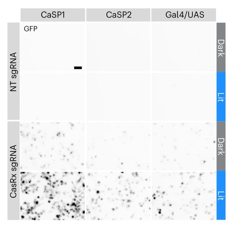 Open access visualization of Microscopy, SCPTS, GFP, Representative images