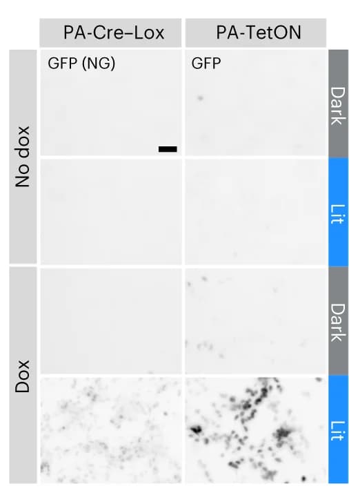Open access visualization of Microscopy, PA-Cre–Lox, NeonGreen, PA-TetON, GFP