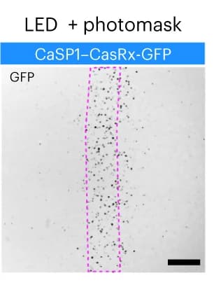 Open access visualization of Microscopy, LED stimulation, CaSP1-CasRx system, HEK Cells, Photomask