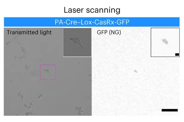 Open access visualization of Microscopy, Single-cell, Cre-Lox CasRx, Laser Stimulation, HEK Cells