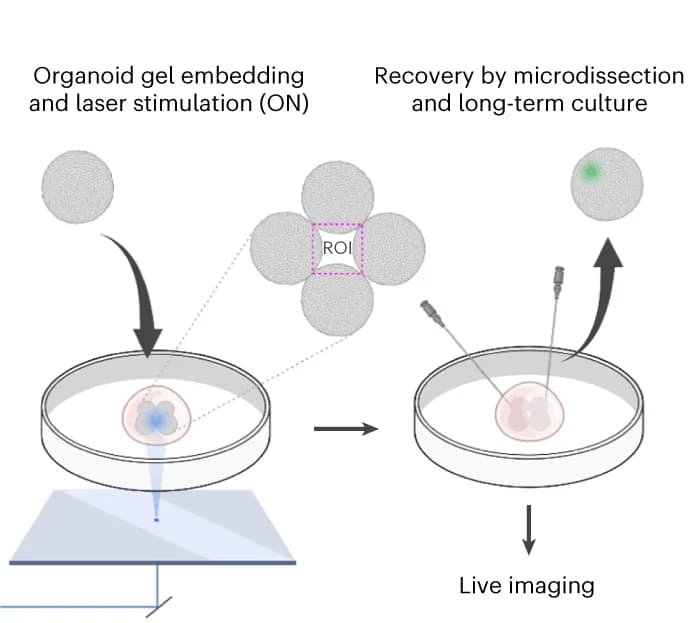 Open access visualization of Workflow, Flowchart, Illustration, Complex Pattern Stimulation, Cre-Lox CasRx