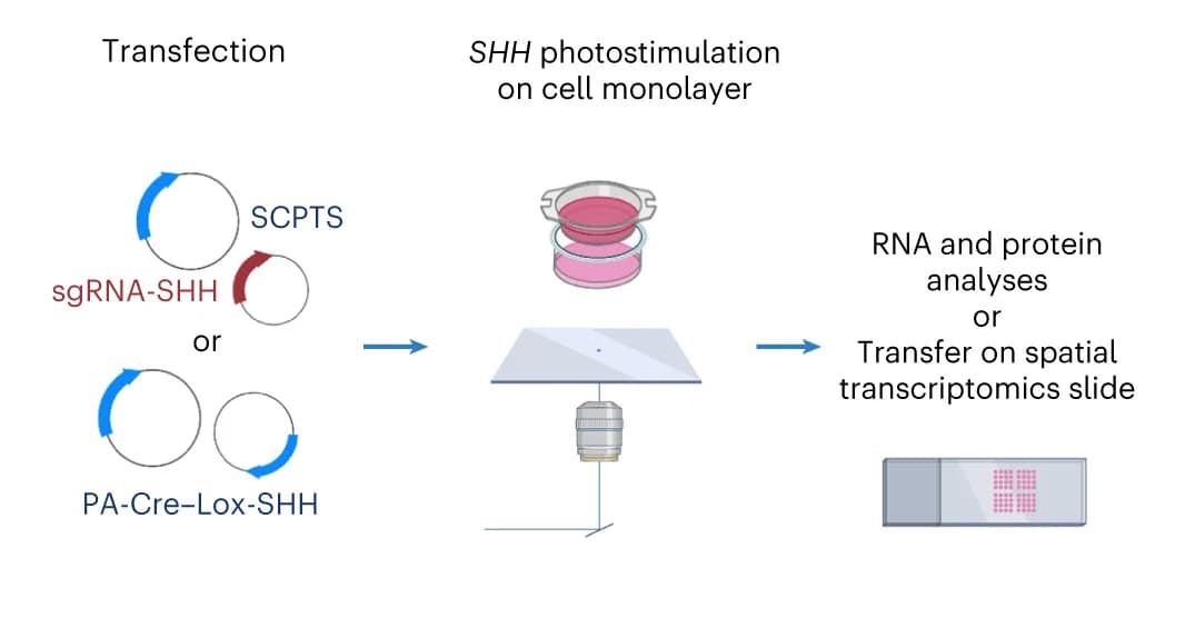 Open access visualization of Workflow, Flowchart, Illustration, Optogenetic Stimulation, SHH