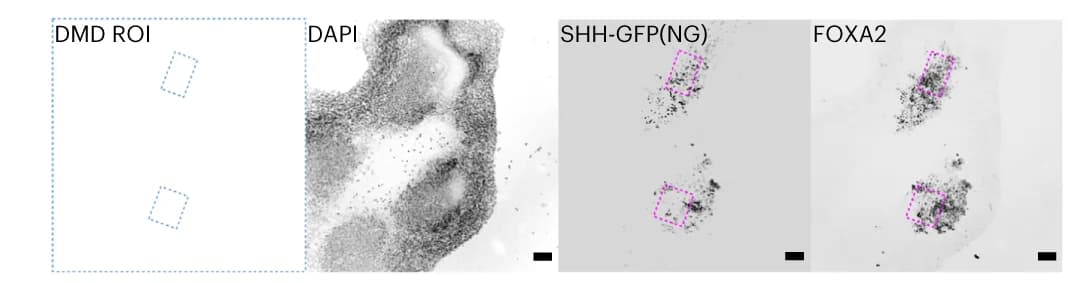Open access visualization of Microscopy, DAPI, SHH-expressing Cells, NG, FOXA2