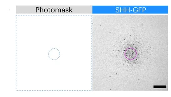 Open access visualization of Microscopy, hiPSCs, CreLox SHH, PET Membrane, Photomask