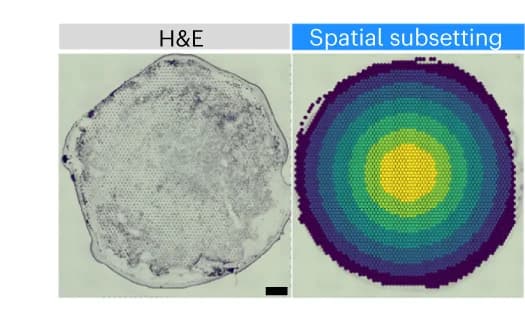 Open access visualization of Microscopy, Heatmap, Hematoxylin and Eosin Staining, H&E Staining, hiPSC Layer