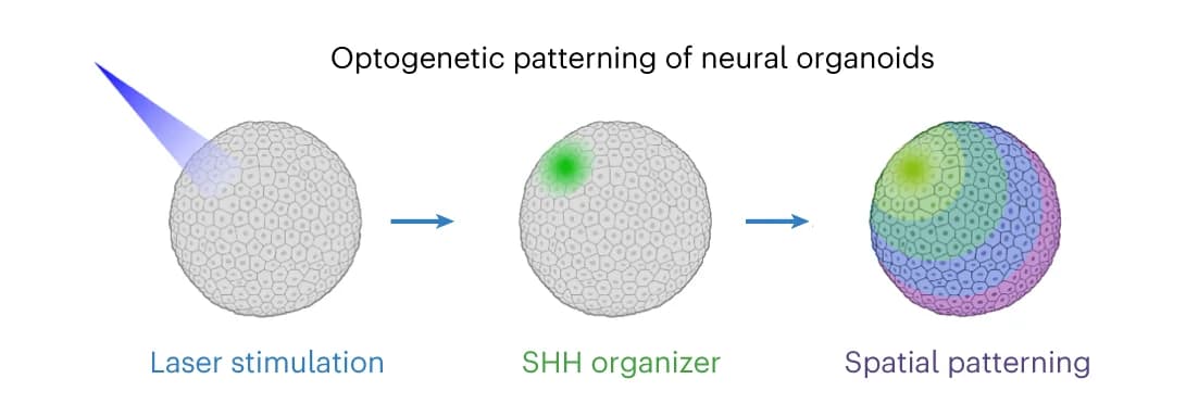 Open access visualization of Workflow, Illustration, Optogenetic Patterning, Neural Organoids