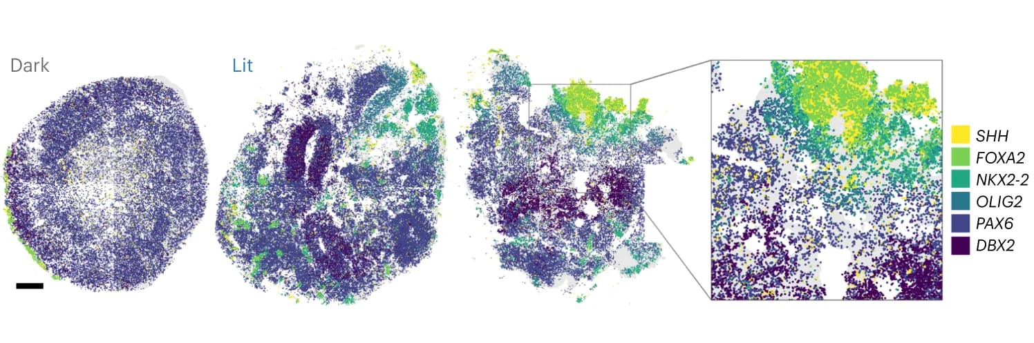 Open access visualization of Scatter Plot, UMAP, Molecular Cartography, Spatial Transcriptomic Data, Control Organoids