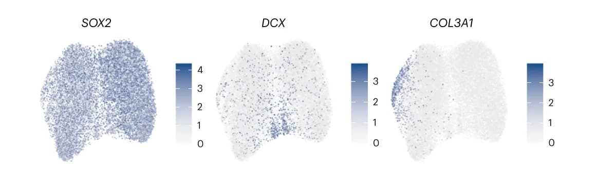 Open access visualization of Scatter Plot, UMAP, PCA, Featureplot, Gene Expression