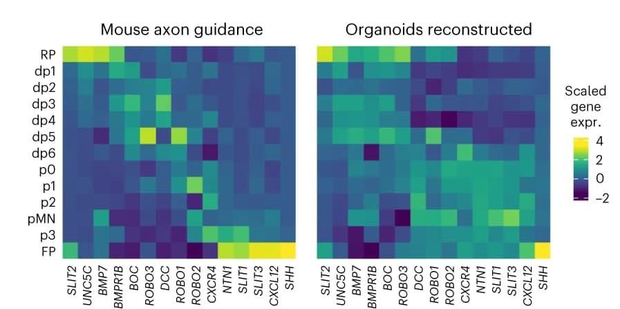 Open access visualization of Heatmap, Gene Expression, Axon Guidance, Progenitor Cells, Spinal Cord