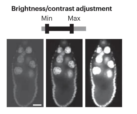 Open access visualization of Microscopy, Brightness, Contrast, Imaging Signal