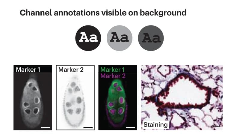 Open access visualization of Microscopy, Photo, Channel Information, Annotation, Color Blindness