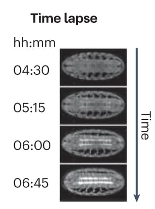 Open access visualization of Microscopy, Image Publication, Anatomical View, Time-Lapses, Time
