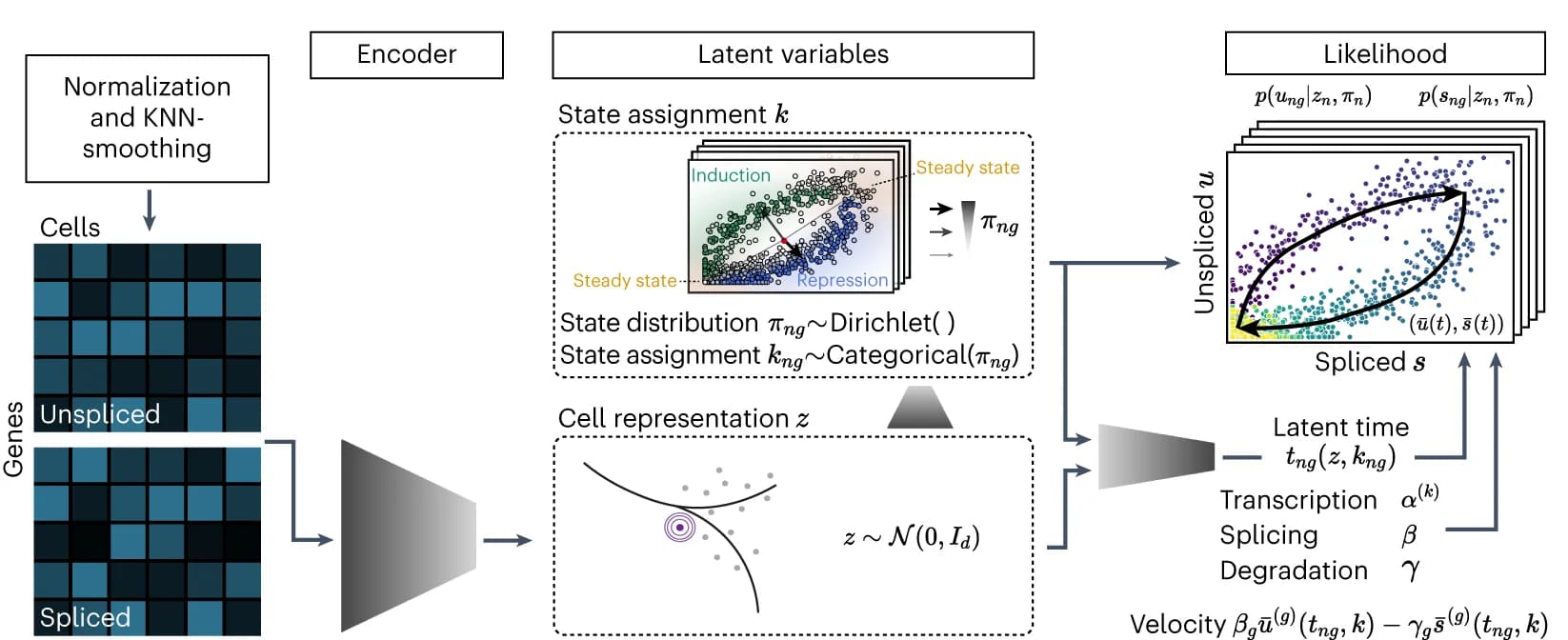 Open access visualization of Workflow, Scatter Plot, veloVI, Unspliced Abundances, Spliced Abundances