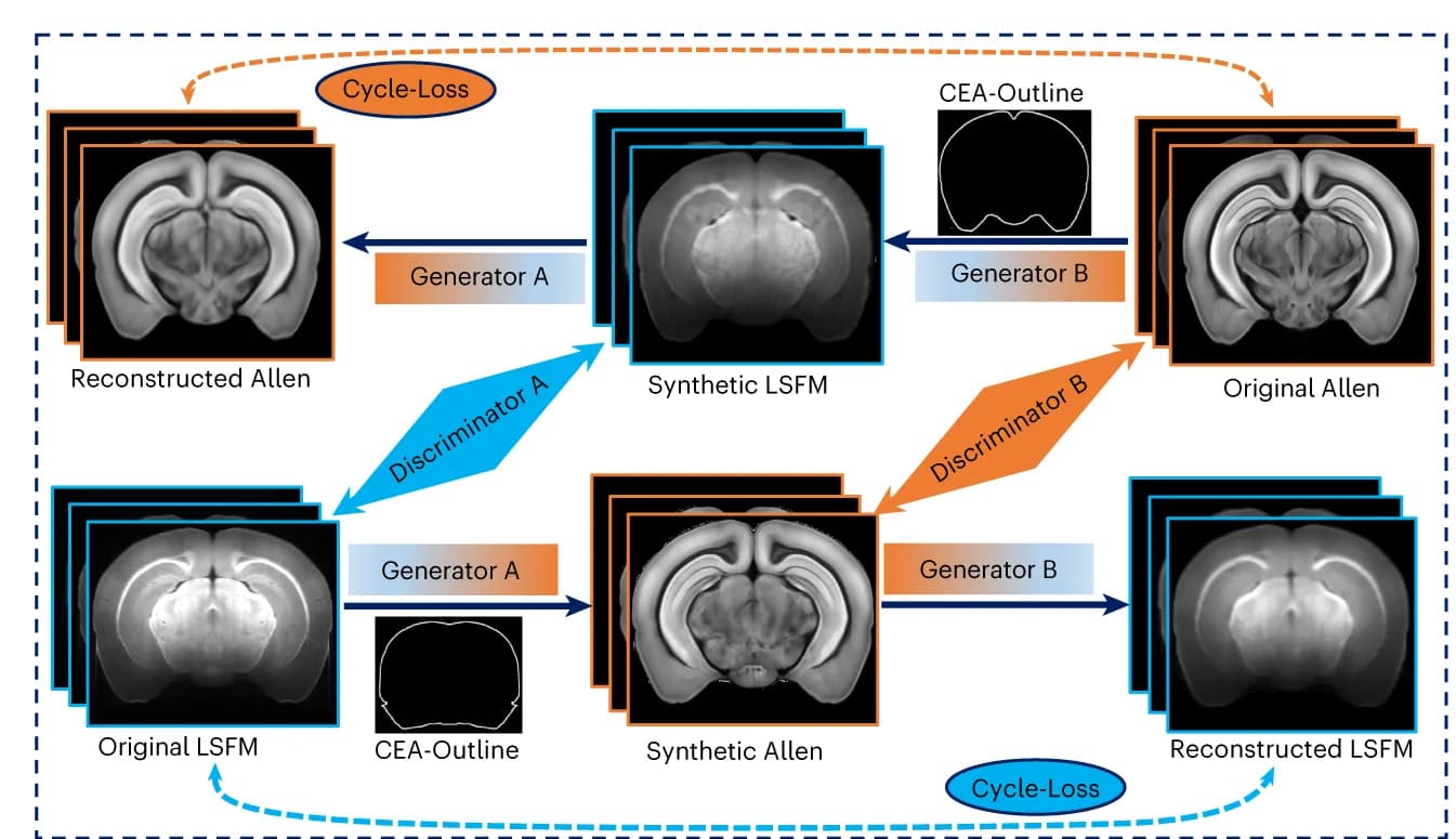 Open access visualization of Workflow, Flowchart, LSFM Brain Slices, Allen Atlas, CycleGAN