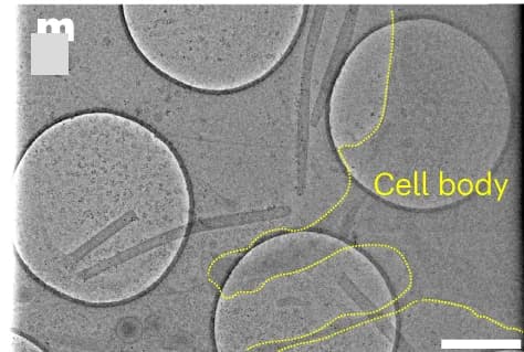 Open access visualization of Microscopy, CorRelator, FLM, cryo-TEM correlation