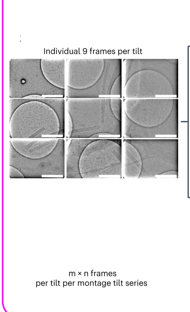 Open access visualization of Microscopy, Frames per tilt, Stitched FOV, Tomogram, Sub-tile tilt series