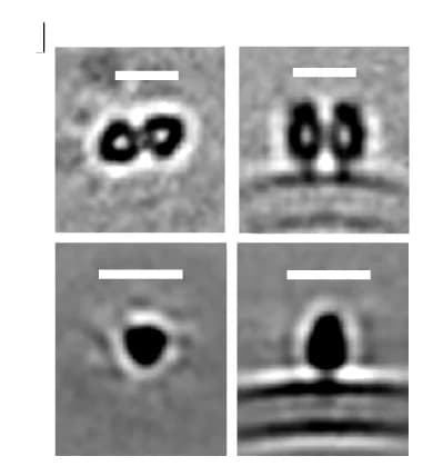 Open access visualization of Microscopy, STA