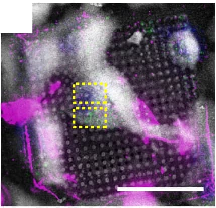 Open access visualization of Microscopy, cryo-SEM, cryo-FLM, FIB-milling, Nucleus