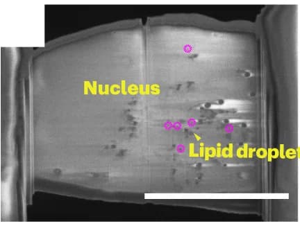 Open access visualization of Microscopy, Cryo-SEM, Lamella, FIB-milling, Nucleus