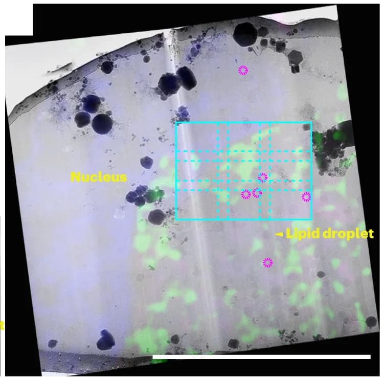 Open access visualization of Microscopy, cryo-EM, Lamella, cryo-FLM, cryo-ET
