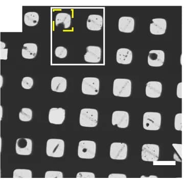 Open access visualization of Microscopy, Live-cell FLM, cryo-EM, Neurons, Micropatterned grid