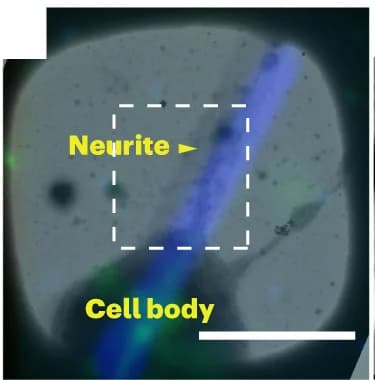 Open access visualization of Microscopy, FLM, cryo-EM, Overlay