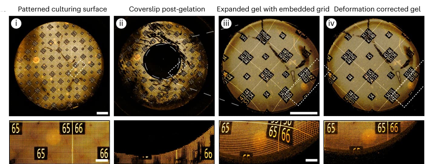 Open access visualization of Microscopy, GelMap, Glass coverslip, Fluorescent laminin, Antibody labeling