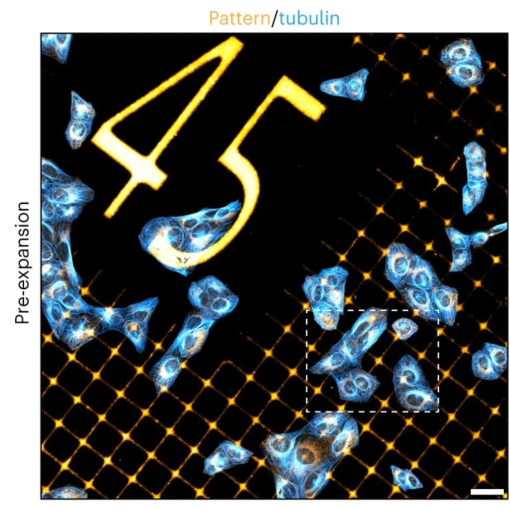 Open access visualization of Microscopy, U2OS Cells, Tubulin, Laminin, GelMap