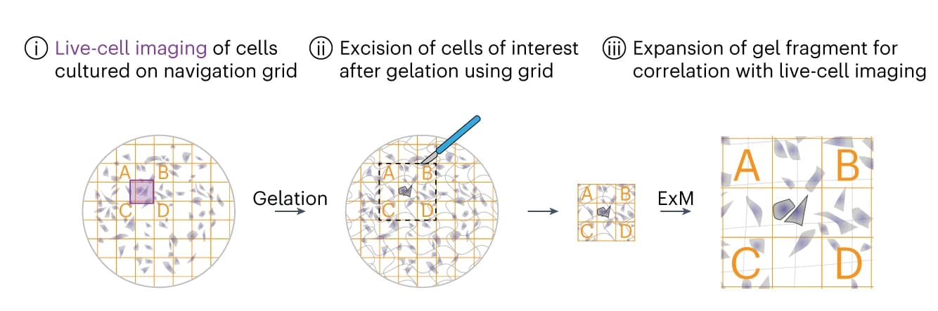 Open access visualization of Workflow, Illustration, Expansion Microscopy, Cells, Hydrogel
