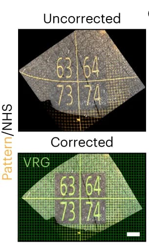 Open access visualization of Microscopy, Mouse Brain Tissue, Cortex, TREx, Expansion Microscopy