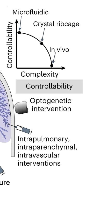 Open access visualization of Line Plot, Illustration, Crystal Ribcage, Organ-on-Chip Models, In Vivo Lungs