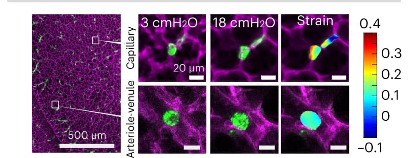 Open access visualization of Microscopy, Strain map, Cancer cells, Capillaries, Arterioles