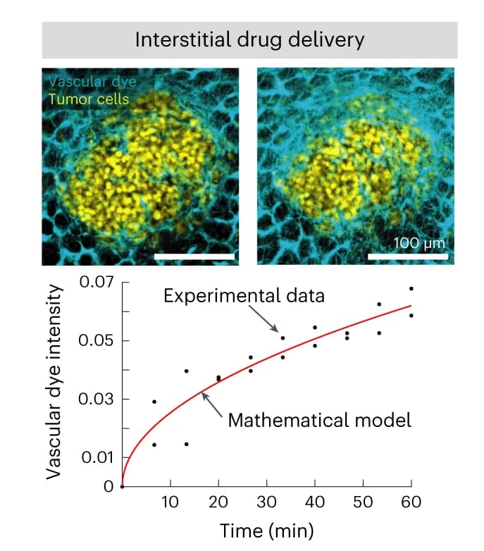 Open access visualization of Scatter Plot, Line Plot, Microscopy, Passive diffusion, Small molecule tracer