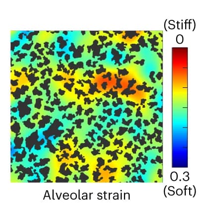 Open access visualization of Heatmap, Strain Map, Alveolar Scale, Neutrophil