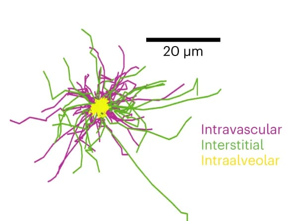 Open access visualization of Line Plot, Neutrophil Migration, Migration Map, Hydrostatic Perfusion Pressure, Alveolar Pressure