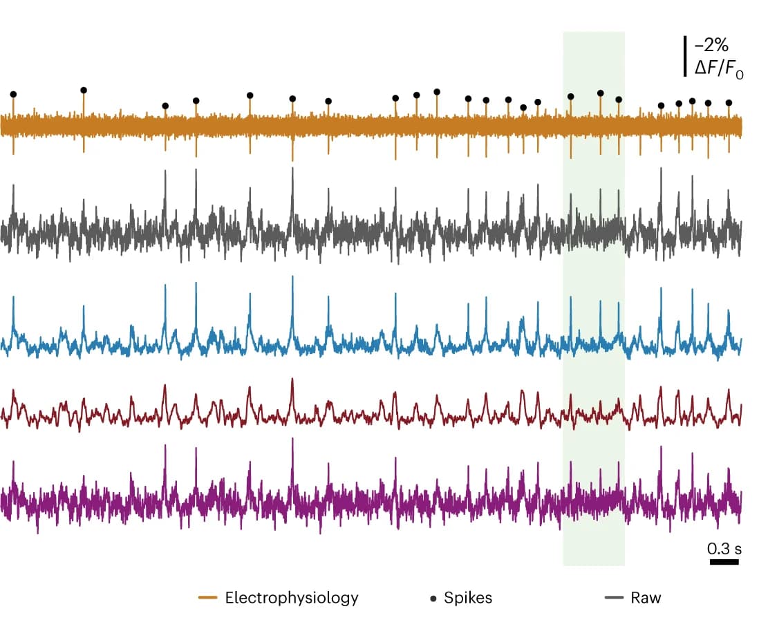 Open access visualization of Line Plot, Electrophysiological Recording, Voltage Imaging, Denoising, Spikes