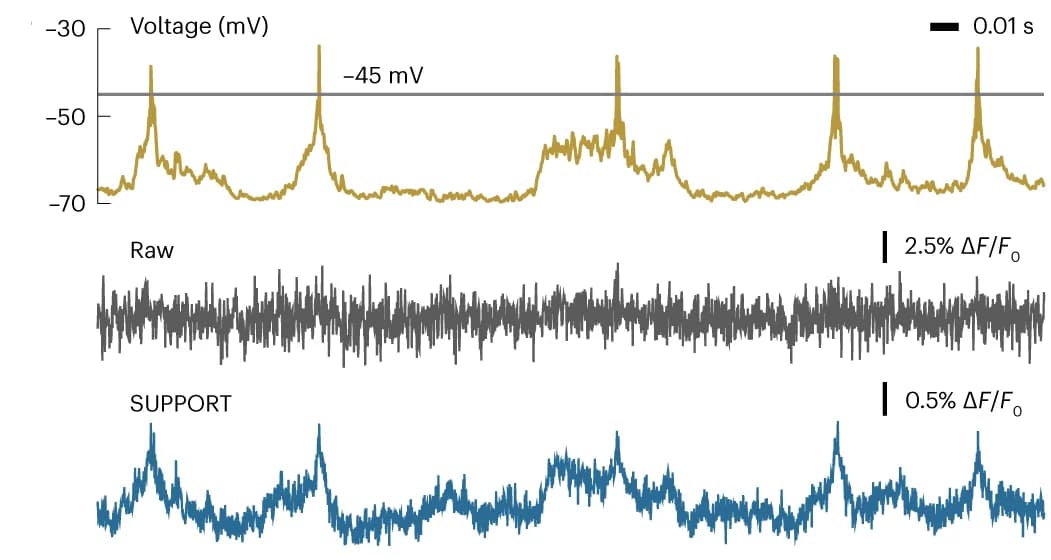 Open access visualization of Line Plot, Electrophysiological Recording, Single-Pixel Traces, Raw Data, Denoised Data