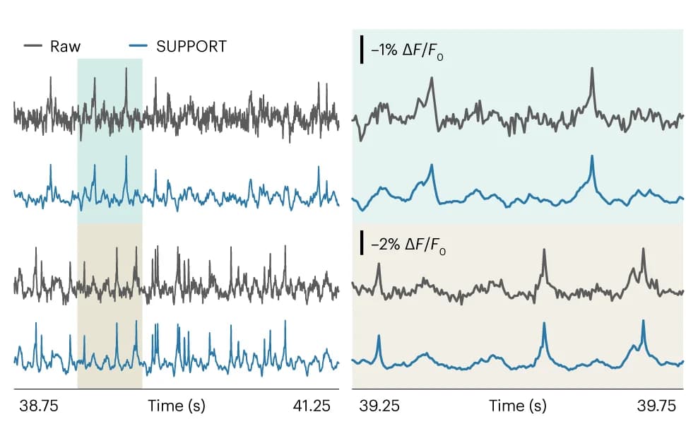 Open access visualization of Line Plot, Traces, Raw Data, Denoised Data, ROI