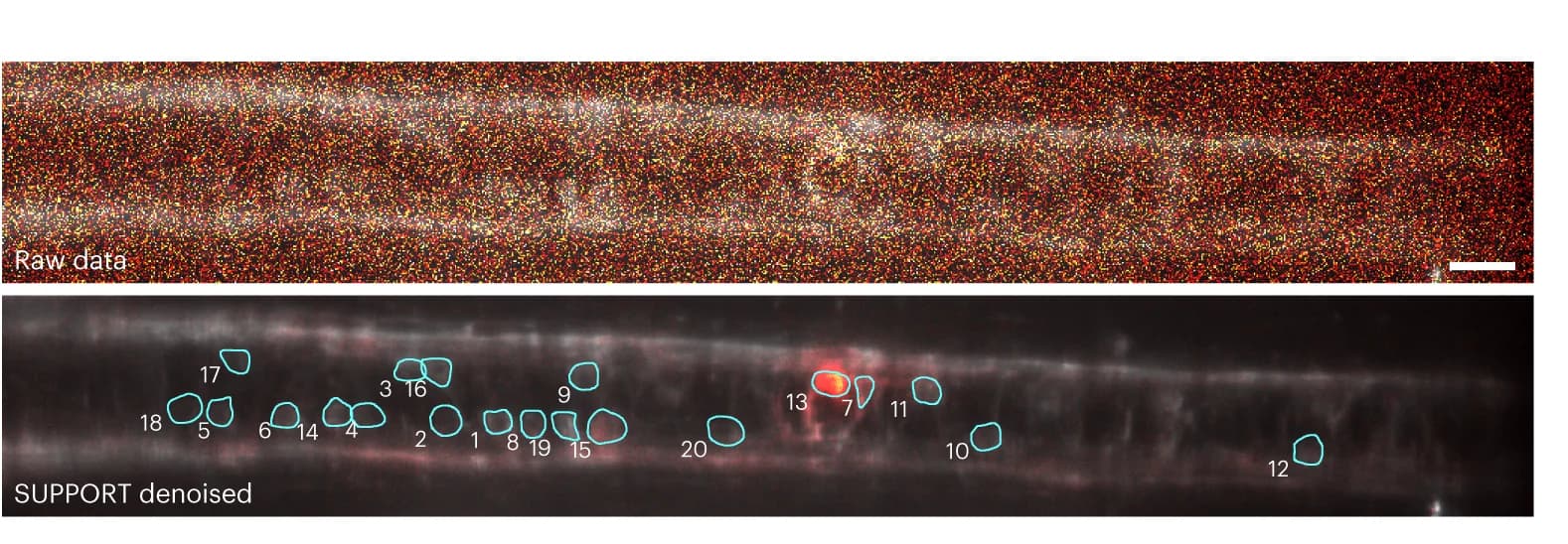 Open access visualization of Microscopy, Zebrafish, Baseline Component, Activity Component, Raw Data