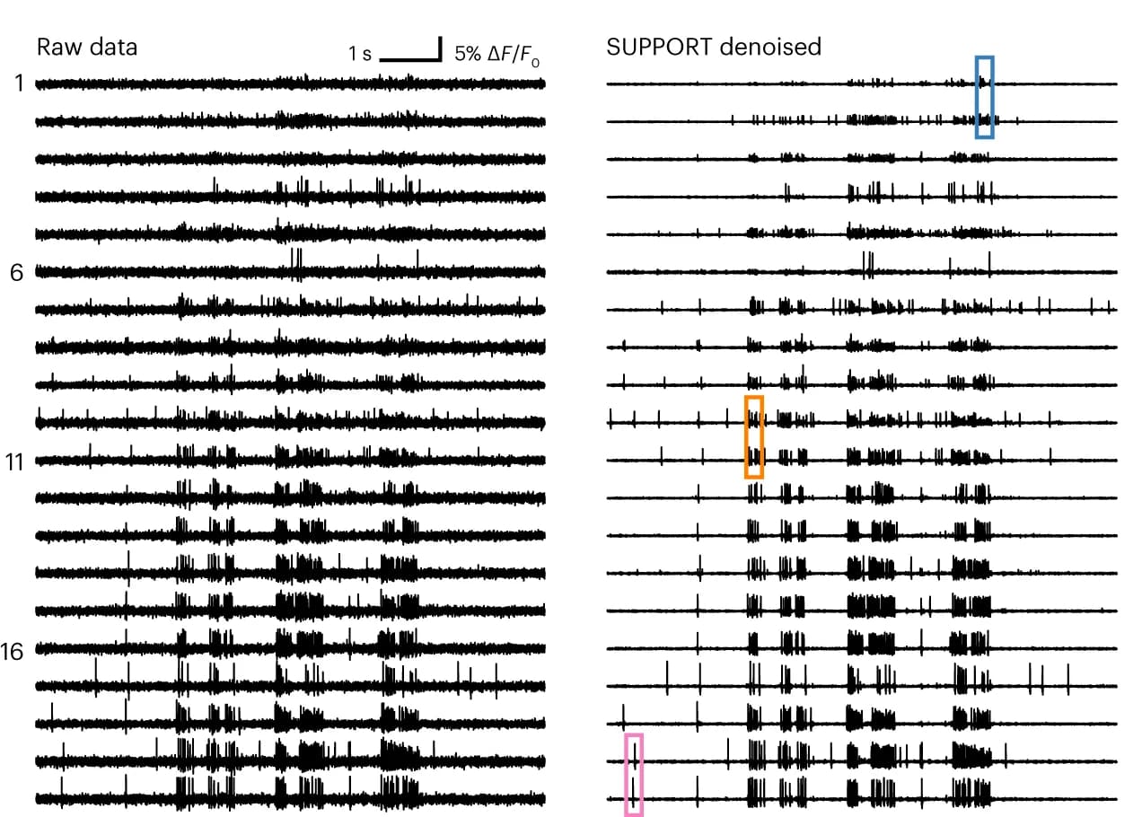 Open access visualization of Line Plot, Traces, ROI, Raw Data, Denoised Data