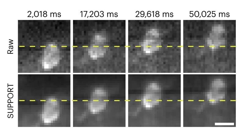 Open access visualization of Microscopy, Frames, Timing