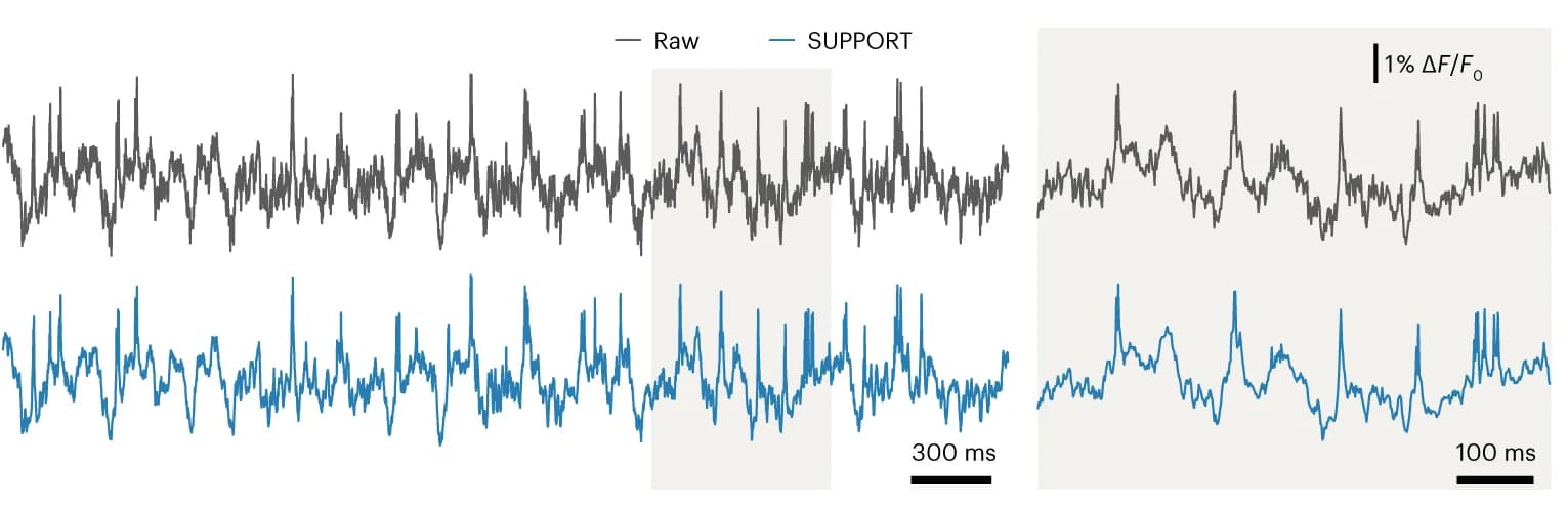 Open access visualization of Line Plot, Traces, Raw Video, SUPPORT-denoised Video, Cell