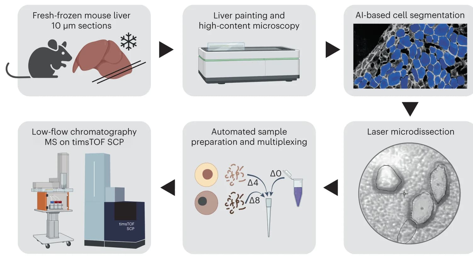 Open access visualization of Workflow, Illustration, Microscopy, scDVP workflow, Mouse liver tissue