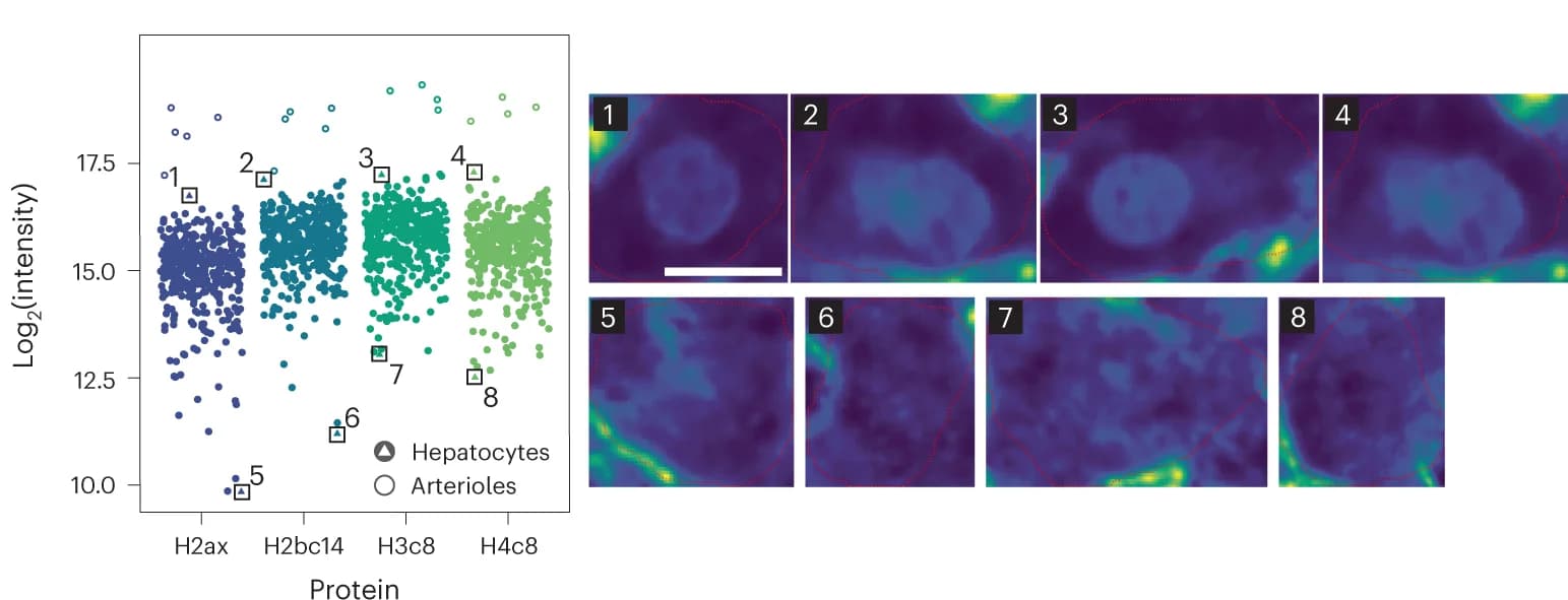 Open access visualization of Scatter Plot, Microscopy, Histone Proteins, Hepatocytes, WGA stain