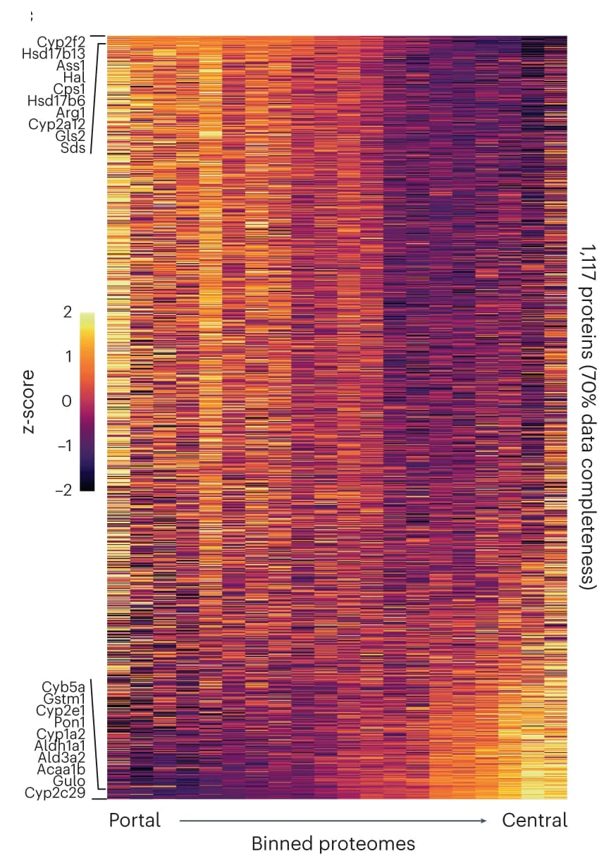 Open access visualization of Heatmap, Protein Expression, Z-Score, Heat Map, ANOVA