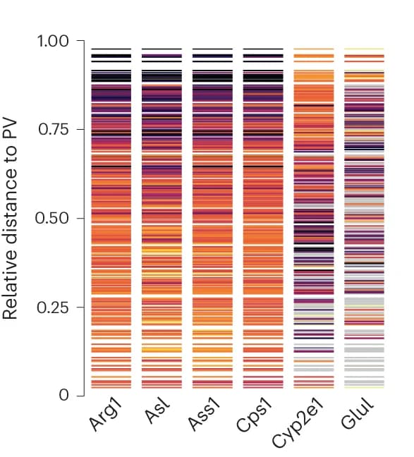 Open access visualization of Stacked Bar Plot, Protein Expression, Z-Score, Marker Proteins