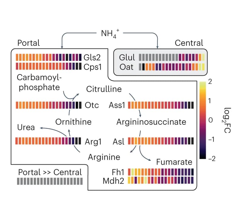 Open access visualization of Workflow, Illustration, Urea Cycle, Enzymes, Fold Change